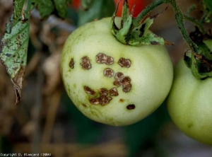 Ultimately, the lesions are suberized and cracked (this symptom reminiscent of scab spots on apple).  <b> <i> Xanthomonas </i> sp.  </b> (bacterial scab, bacterial spot)