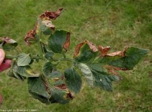 Several leaflets on this leaf show the same V-shaped necrotic lesions that are haloed with a chlorotic margin.  <b> <i> Verticillium dahliae </i> </b> (<i> Verticillium </i> wilt)