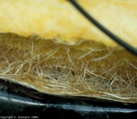 In this rock wool bread some brownish roots are visible in places.  <b> <i> Pythium </i> sp. </b>