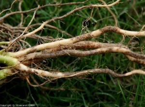 The root lesions are more important, the strongly altered cortex presents a marked brown tint <b> <i> Colletotrichum coccodes </i> </b>