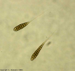 <i> <b> Alternaria tomatophila </b> </i> has a partitioned mycelium which gradually melanises with age.  It produces short, septate and brown conidiophores on which often only a single conidium will form.  The conidia are brown, multicellular and very elongated.  They have a long hyaline appendage (beak), sometimes bifurcated and longer than the body of the spore, which is between 120 and 300 µm long (from the base to the end of the beak).  <b> Alternaria (early blight) </b>