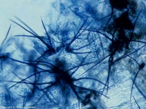 The microsclerotia are bristling with black bristles (<i> setae </i>);  these, present inside the acervuli, allowing to characterize the genus <i> Colletotrichum </i>.  <b> <i> Colletotrichum coccodes </i> </b>