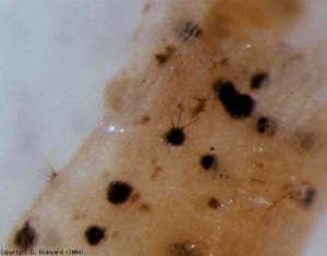 In soil-less cultivation, the roots colonized by <b> <i> Colletotrichum coccodes </i> </b> sometimes have a different appearance: the browning of the cortex may be less marked, the tissues are rather discolored.  Microsclerotia and acervuli with black bristles are still visible.  <b> Black dot root rot </b>