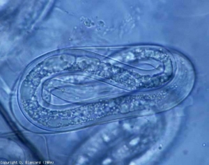 In addition to females, the presence of adult nematodes or young larvae provided with a stylet confirms an attack of <b> <i> Meloidogyne </i> spp. </b> (root-knot nematodes )