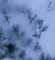 Thanks to a binocular magnifying glass, the many fruiting bodies constituting the velouté can be easily observed.  <b> <i> Passalora fulva </i> </b> (cladosporiosis, leaf mold)