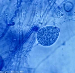 Young ovoid, unpappalled sporangium of <i> Phytophothora cryptogea </i>.  <b> <i> Phytophthora </i> spp.  </b> (damping off, root and basal rots, damping-off, foot and root rot, buckeye rot)