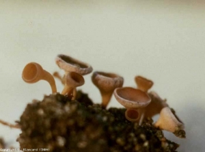 The production of apothecia on sclerotia materializes the teleomorph of <b> <i> Sclerotinia sclerotiorum </i> </b>.  The color of these fruiting bodies is variable (yellowish white, light brown to slightly brown).  Sclerotinia (<i> Sclerotinia </i> drop, watery soft rot)