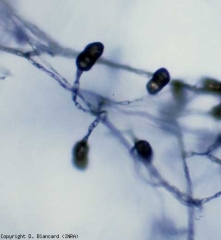 The conidiophores are quite comparable to those of the preceding species;  they bear unique conidia, more brown in color, which are rounded at their ends.  <b> <i> Stemphylium vesicarium </i> </b> (stemphyliosis, gray leaf spot)