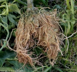 This root system which has suffered asphyxiation has a more or less yellowish to brown root system.