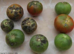 These fruits are variously affected by the “rain check”, characterized by the presence of more or less concentric bursts in the stalk zone.  <b> Physiological microcracks </b>