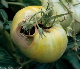 The damage of <b> noctuids </b> on fruits is conducive to the invasion of the tissues by secondary invading microorganisms responsible for rots.