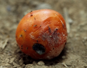 This locally rotten fruit shows locally a partial collapse of its external tissues, as well as a black sporulation in "pinheads".  <b> <i> Rhizopus stolonifer </i> </b>