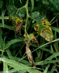Eventually, the leaflets dotted with numerous brown spots turn strongly yellow, and eventually dry out.  <i> <b> Alternaria tomatophila </b> </i> (alternaria, early blight)