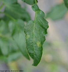 Two young chlorotic spots develop on this <b> <i> Passalora fulva </i> </b> (leaf spot) leaflet