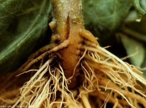 The tissues of the pivot more or less suberized show an orange-yellow color.  A burst is forming.  <b> Corky collar and pivot </b> (corky crown)