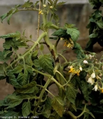 On this stem, several blackish and irregular lesions are spreading.  <b> <i> Pseudomonas corrugata </i> </b> (black pith, tomato pith necrosis)