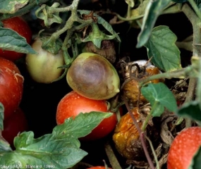 Large dark brown scalloped alterations partially cover these green fruits.  <b> <i> Phytophthora nicotianae </i> </b> (terrestrial downy mildew)