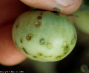 Brownish, rounded spots 4 to 5 mm in diameter develop on the most exposed portions of the fruit.  A more or less large fatty halo can surround them.  <b> <i> Xanthomonas </i> spp. </b> (bacterial scab, bacterial spot)