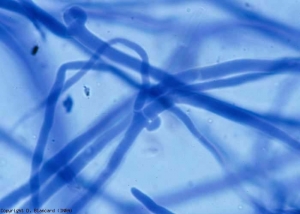 We can easily distinguish the loops of anastomosis of this basidiomycete on its mycelium. <i><b>Athelia rolfsii</b></i> ( Sclerotium rolfsii , southern blight) 