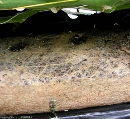 The density of roots in the substrate is truly impressive.  <b> <i> Agrobacterium radiobacter </i> biovar 1 1  </b> (root mat)