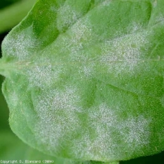 Several circular colonies of <i> <b> Oidium neolycopersici </b> </i> are visible on the leaf blade, those producing numerous conidia, which are disseminated in particular by the wind.  (powdery mildew, powdery mildew)