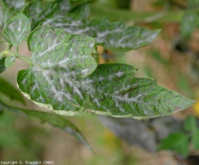 The development of <b> Oidium neolycopersici </b> </i> on this tomato leaflet is quite remarkable because it takes place on and near the veins.  (powdery mildew, powdery mildew)