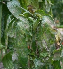 These two strongly oidized leaflets gradually turn yellow and necrotic.  <i> <b> Oidium neolycopersici </b> </i> (powdery mildew, downy mildew)