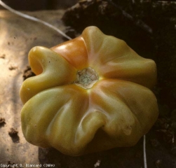 Fruit deformed, more ribbed and angular.  <b> Faceted fruit </b>