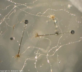 Appearance of two sporangiophores of <i> <b> Rhizopus stolonifer </b> </i>.  The rhizoids are clearly visible.