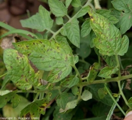 Several small brown spots dot the leaflets of this tomato leaf.  <i> <b> Stemphylium solani </b> </i> (stemphyliosis)