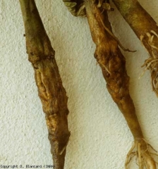 The stem part and collar of these too deeply buried tomato plants are superficially brownish and suberized, blistered, or even fluted.  <b> Phytotoxicity </b>