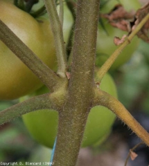 This portion of the stem is completely tan, a shade that characterizes an attack of <b> <i> Aculops lycopersici </i> </b> (bronzed mite, tomato russet mite)