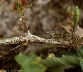 A more or less dense felting covers a wet and brown lesion that has developed on this portion of the stem.  <i> <b> Thanatephorus cucumeris </b> </i>