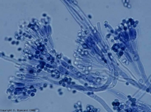 <i> Penicillium </i> are characterized by their brush-like fruiting apparatus.  It consists of more or less branched conidiophores, the end of which is not swollen, and may or may not bear differentiated sterigmas, and whorls of phialides at the origin of very many chain conidia.  <b> <i> Penicillium expansum </i> </b> (fruit rots)