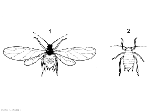 <b> Winged aphid (1) and wingless aphid (2) </b> (Koppert company)