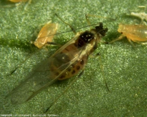 The <b> green peach aphid </b>, <i> Myzus persicae </i>, is a globally dispersed and important pest on tomatoes, but also on cucumbers, potatoes and tobacco.  Wingless individuals are smaller than adults and vary in color.