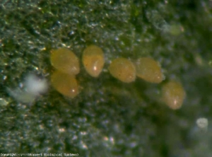 Eggs of <b><i>Bemisia tabaci</i></b> (whitefly)