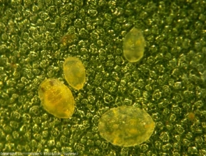 Larvae of<b><i>Bemisia tabaci</i></b> (whitefly)