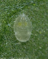 Pupe of <b><i>Trialeurodes vaporariorum</i></b> (whitefly)