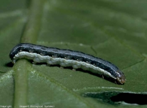 Caterpillar of the moth <b> <i> Spodoptera exigua </i> </b> (moth)