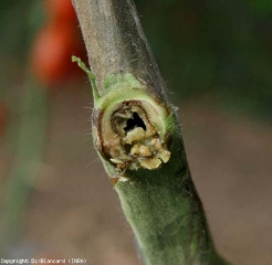 A cross section of a twig shows that the pith has liquefied and hollowed out, and that it has taken on a brown to black color.  <b> <i> Pectobacterium carotovorum </i> </b>