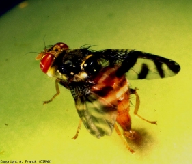 Female of <i> <b> Neoceratitis cyanescens </b> </i> (fruit fly)
