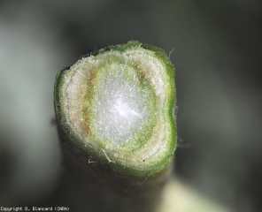 Appearance of internal alterations of the stem linked to the parasitism of <b><i>Clavibacter michiganensis</> subsp.  michigansensis</b>.  (cross section, mild symptoms) (bacterial canker)