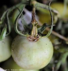 Longitudinal canker on tomato stalk.  A sepal has completely "melted".  <b> <i> Clavibacter michiganensis </i> subsp.  <i>michigansensis</i> </b> (bacterial canker)