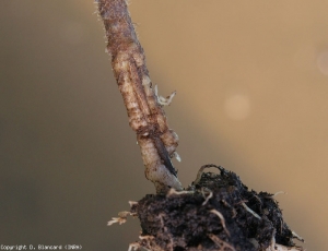 Part of the stem cortex at the neck of this tomato plant has been eaten away.  <b> <i> Agriotes </i> sp. </b> (Yellow worm, wireworm)