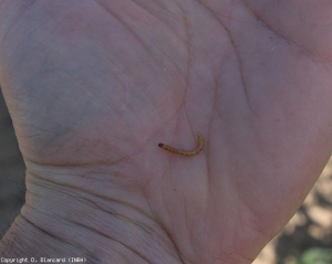 Appearance of a yellow worm recovered near the neck of a tomato plant.  <b> <i> Agriotes </i> sp.  </b> (yellow worms, wireworms)