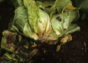 The crown of this lettuce is completely destroyed by a wet rot that started from several leaves in contact with the ground.  <b> <i> Botrytis cinerea </i> </b> ("gray mold")