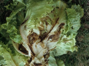 Several leaves of this salad show wide moist patches, soft in consistency and dark brown in color.  In some places, the fabrics have melted.  A rot is progressing in the heart of the apple.  <b> <i> Pythium </i> sp. </b> ("<i> Pythium </i> diseases")