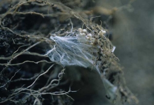 A dense, white and radiant mycelium characterizes the presence of this fungus. <b> <i> Athelia rolfsii </i> </b> (<i> Sclerotium rolfsii </i>, "southern blight")