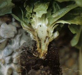 Contiguous vessels and tissues show a darker blackish tint.  <b> <i> Pythium tracheiphilum </i> </b> ("lettuce stunt")